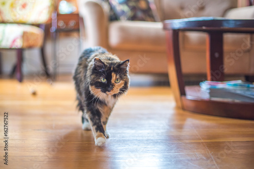 Cute tortoiseshell cat on the prowl indoors