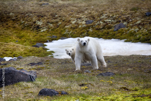 Polar bear attacked photographer.