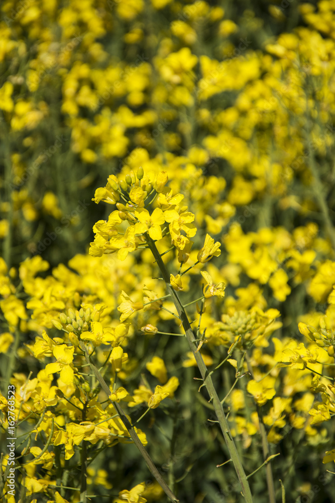 Rape field