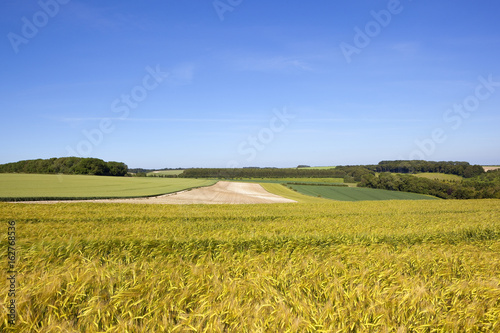 yorkshire wolds barley and wheat