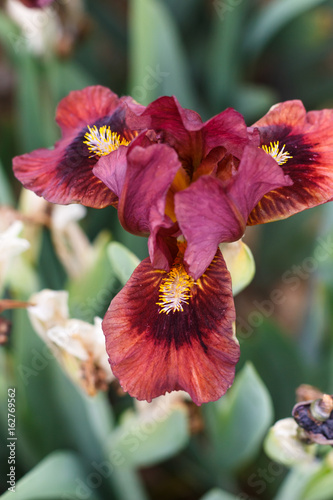 Fototapeta Naklejka Na Ścianę i Meble -  Beautiful multicolored iris flower.
