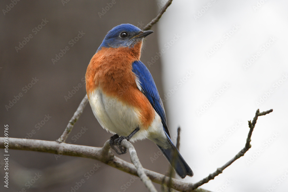 Fototapeta premium bluebird