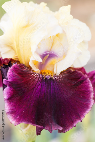 Fototapeta Naklejka Na Ścianę i Meble -  Beautiful multicolored iris flower.