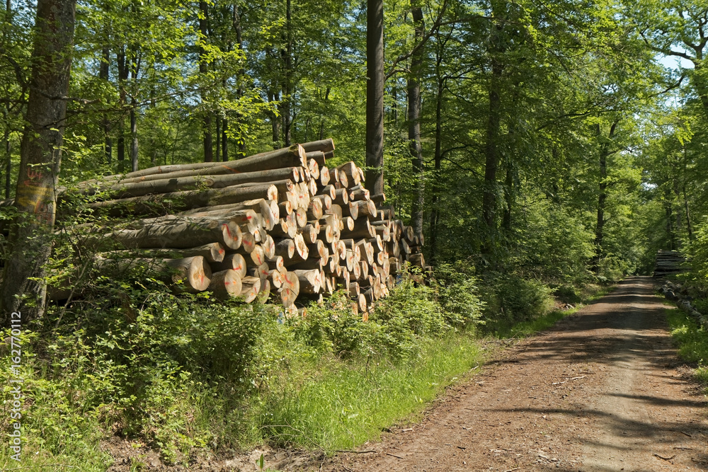 Heap of cut wood at the forest road