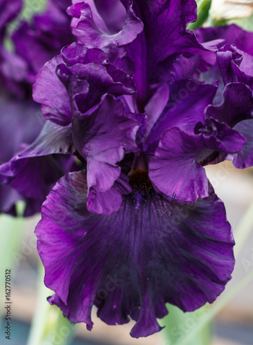 Beautiful violet iris flower.
