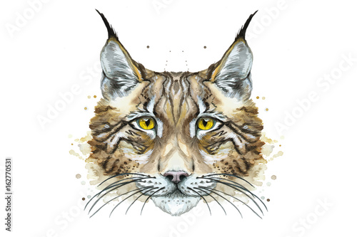 watercolor drawing of an animal mammal predator lynx, winter lynx, predator portrait, cat, vector illustration, white background for decoration