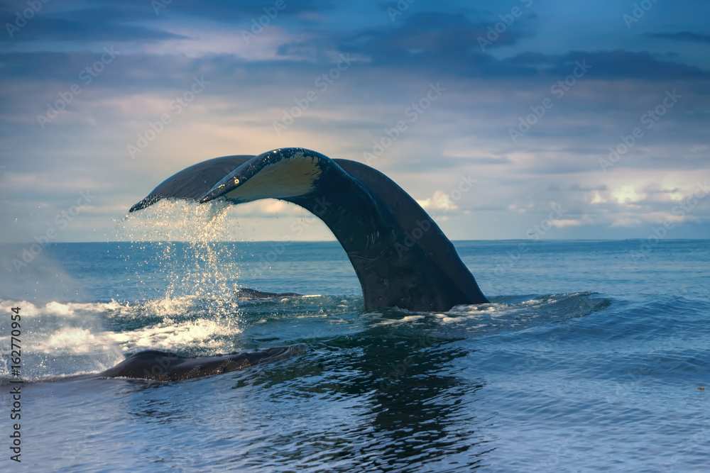 Obraz premium Wieloryby na Pacyfiku