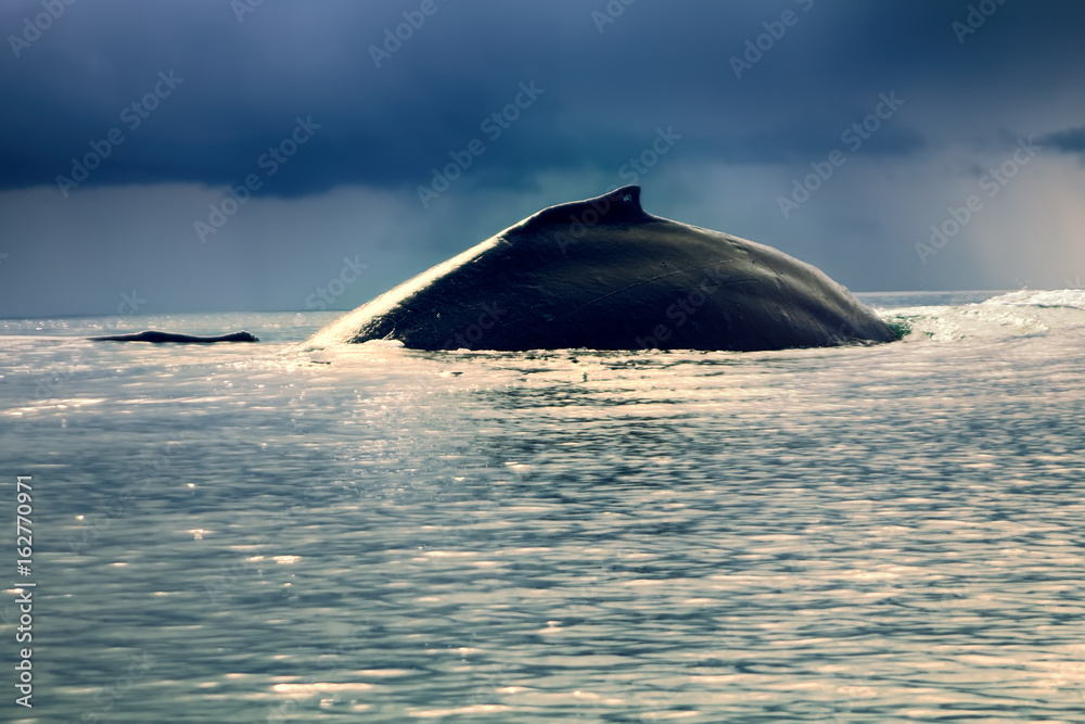 Naklejka premium huge Hump-backed whale (Megaptera novaeangliae)