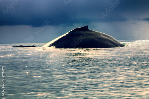 huge Hump-backed whale (Megaptera novaeangliae)