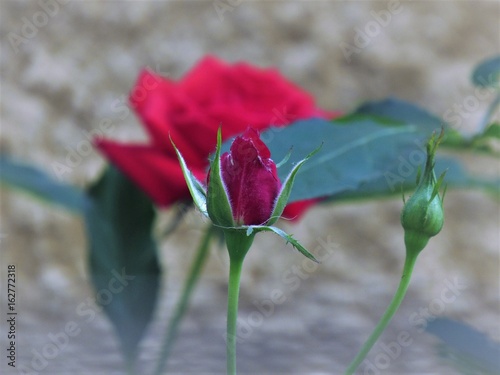 Quase um botão e quase uma rosa. photo