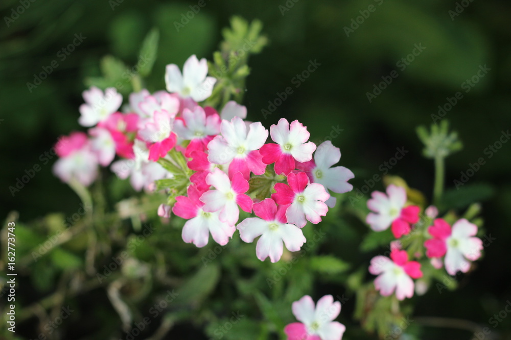 Obraz premium fleurs rose et blanche