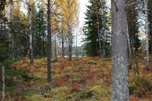 Autumn in the Bergslagen forest of Sweden