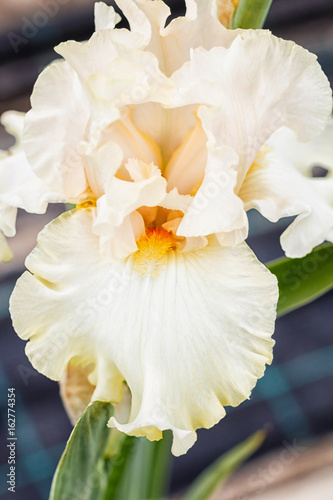 Fototapeta Naklejka Na Ścianę i Meble -  Beautiful multicolored iris flower.