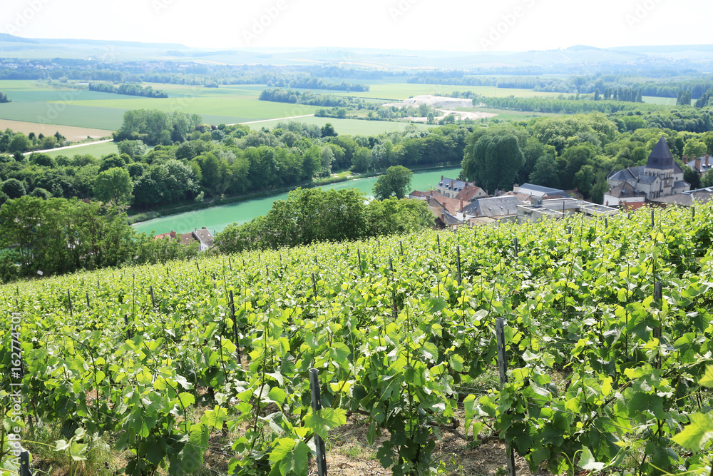 The vineyard of Champagne in France