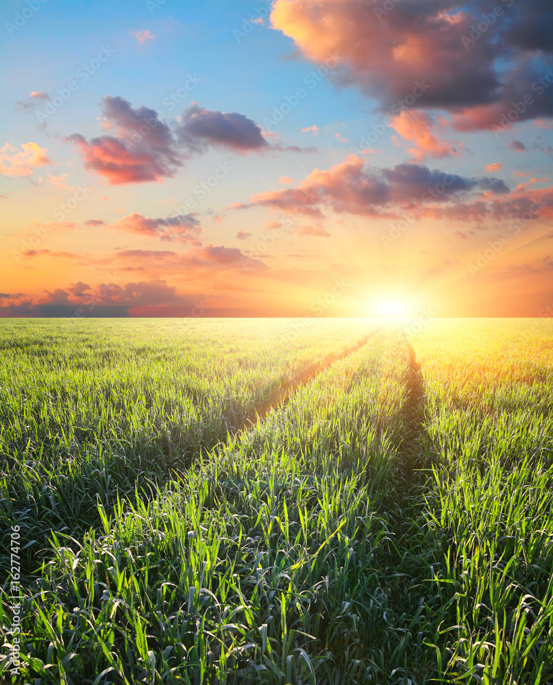 Fototapeta premium Green field barley at sunset
