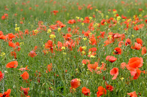 Red poppies in the field
