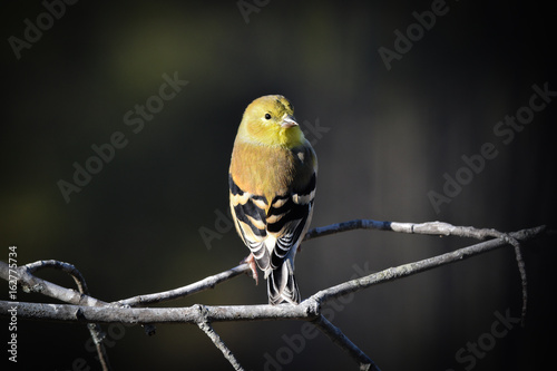 goldfinch