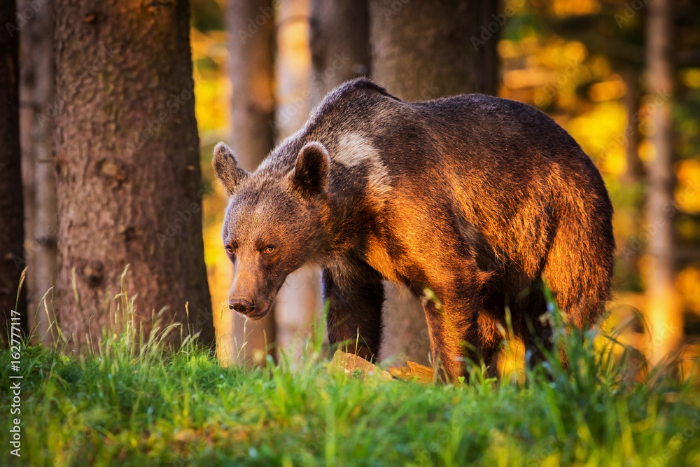 brown bear