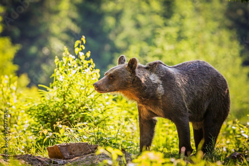 brown bear