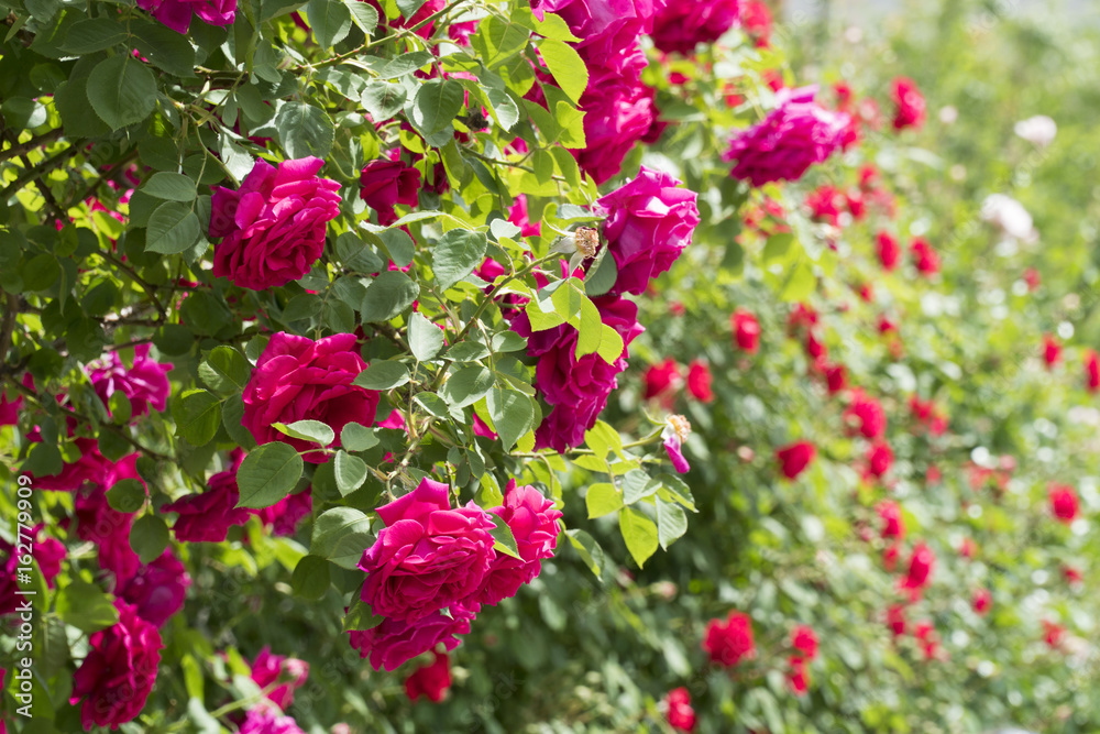 Rose Flowers in Household