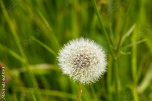 Pusteblume