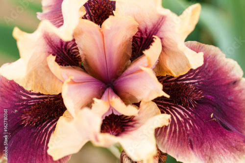 Fototapeta Naklejka Na Ścianę i Meble -  Beautiful multicolored iris flower.