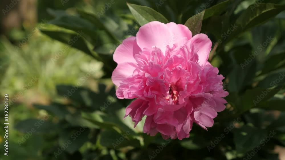 Shallow DOF Pink Parfait peony plant 4K 2160p 30fps UltraHD footage - Close-up of Paeonia lactiflora garden bush flower 3840X2160 UHD video Shallow DOF Pink Parfait peony plant 4K 2160p 30fps UltraHD footage - Close-up of Paeonia lactiflora garden bush flower 3840X2160 UHD video