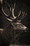 Stag III