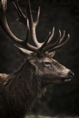 Ingelijste posters Grijs Majestueus hert in zwart-wit  © Stewart