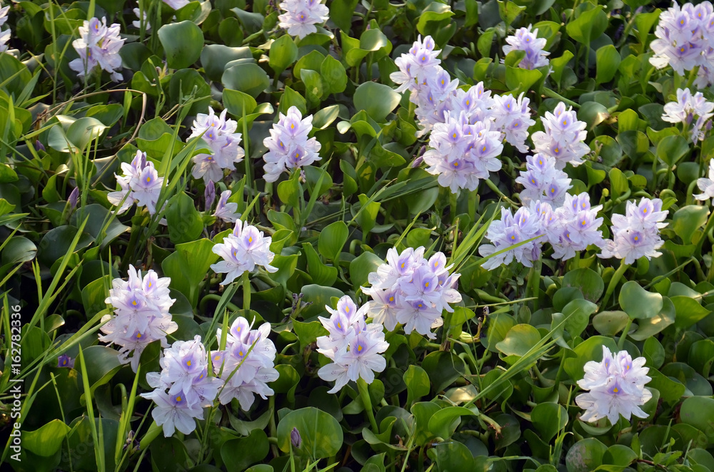 Gentle violet color Lotus flowers in full blossom on River Rapti, Chitwan National Park Gentle violet color Lotus flowers in full blossom on River Rapti, Chitwan National Park