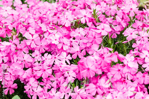 Fototapeta Naklejka Na Ścianę i Meble -  Beautiful pink phlox flower.
