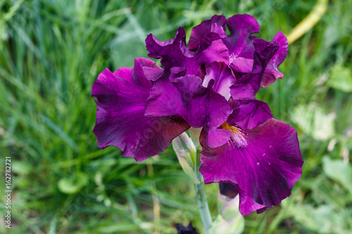 Fototapeta Naklejka Na Ścianę i Meble -  Beautiful purple iris flower with drops of water.