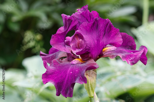 Fototapeta Naklejka Na Ścianę i Meble -  Beautiful purple iris flower with drops of water.