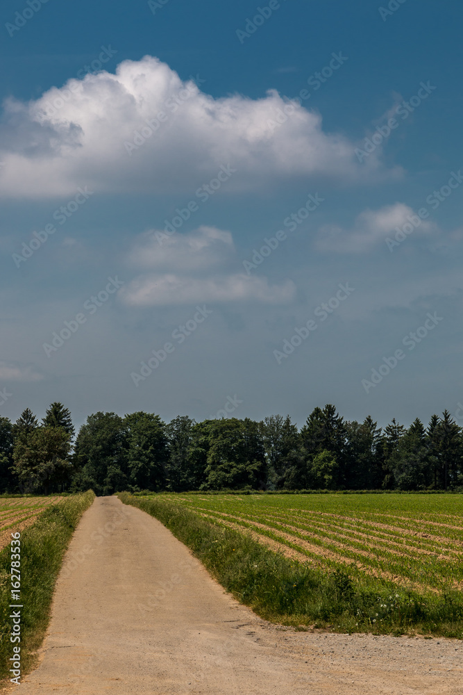 Obraz premium The fields and the land