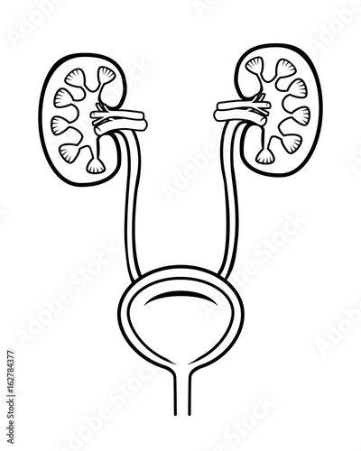 Urinary system