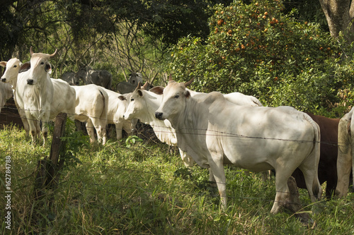 Fototapeta Naklejka Na Ścianę i Meble -  Cows on a green field in Brazil 