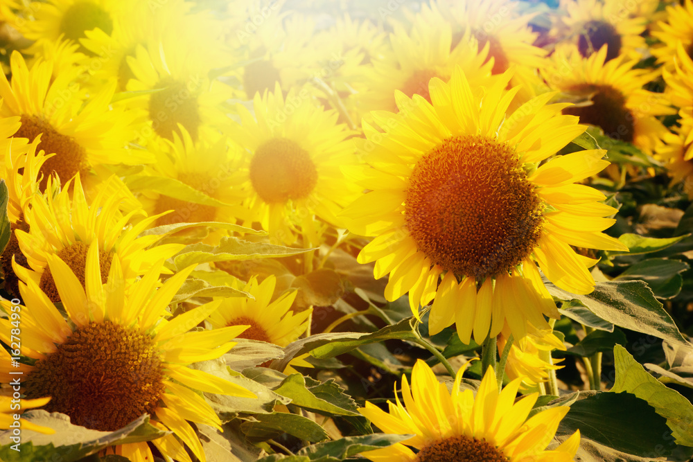 Naklejka premium ひまわり