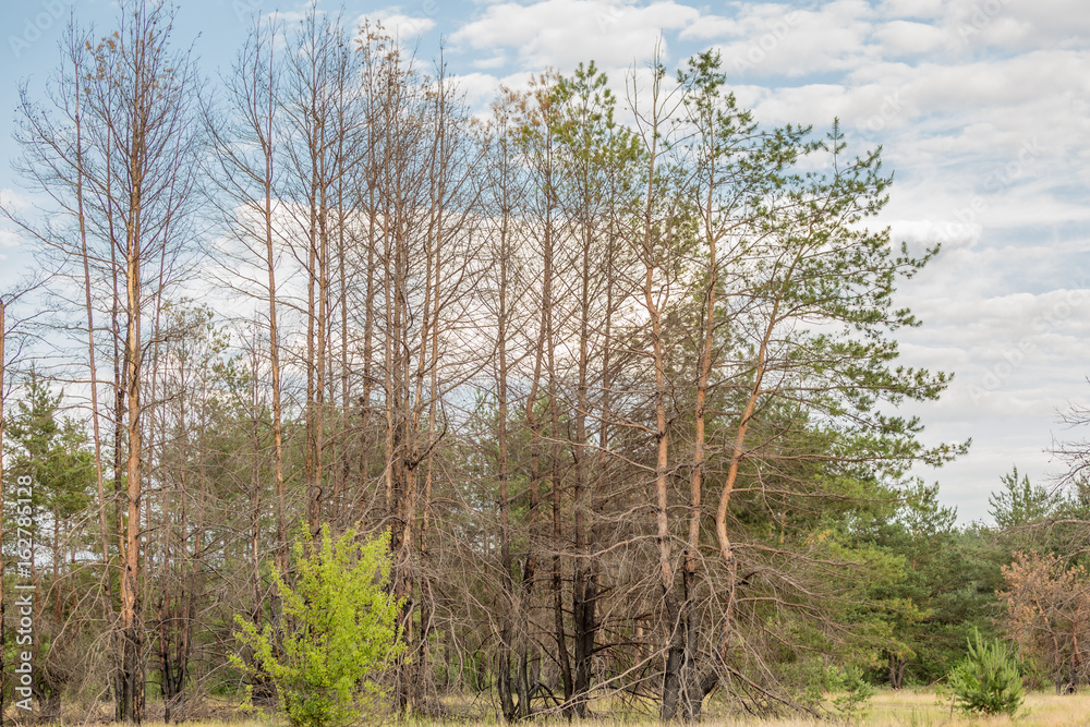 Deadwood pine trees after wildfire in a forest. Climate changes Deadwood pine trees after wildfire in a forest. Climate changes