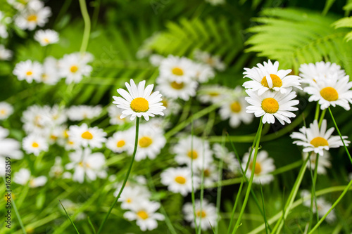 Chamomile flowers meadow in a green garden