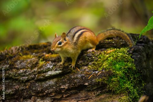 A chipmunk on rotted tree trunk with moss in the forest 