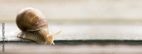 Website banner of a slow snail