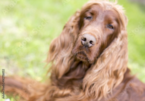 Nose of a cute Irish Setter dog