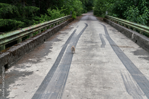 Fototapeta Naklejka Na Ścianę i Meble -   Chihuahua Running Home On Bridge In Forest