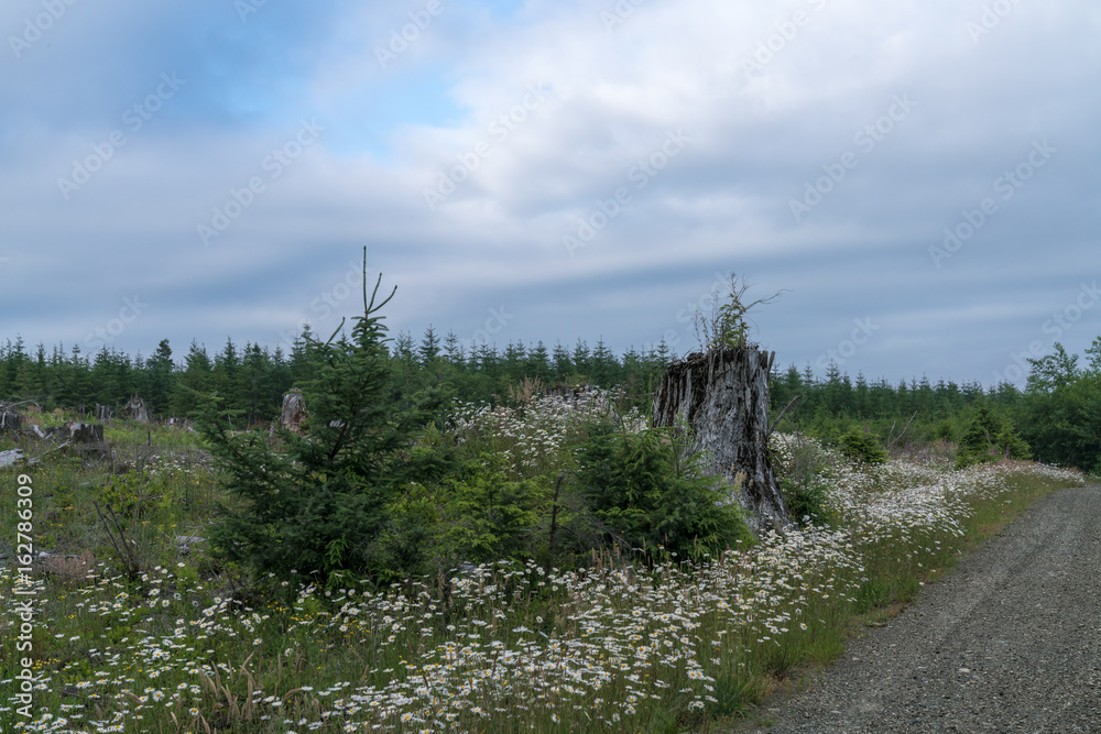 Country Roads In Logged Forest
