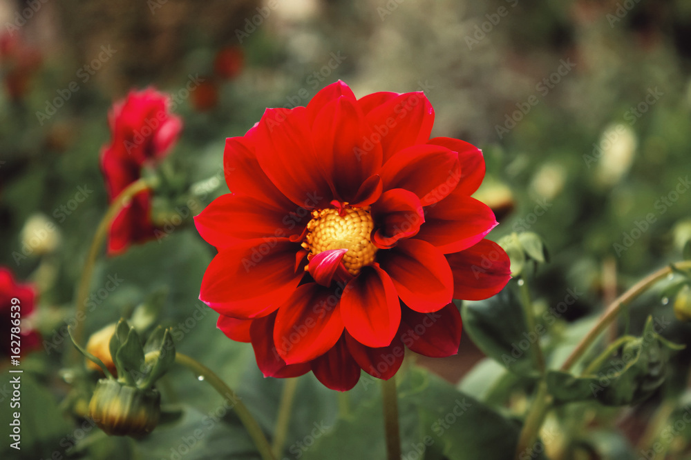 Close up of vibrant red flower in garden Close up of vibrant red flower in garden