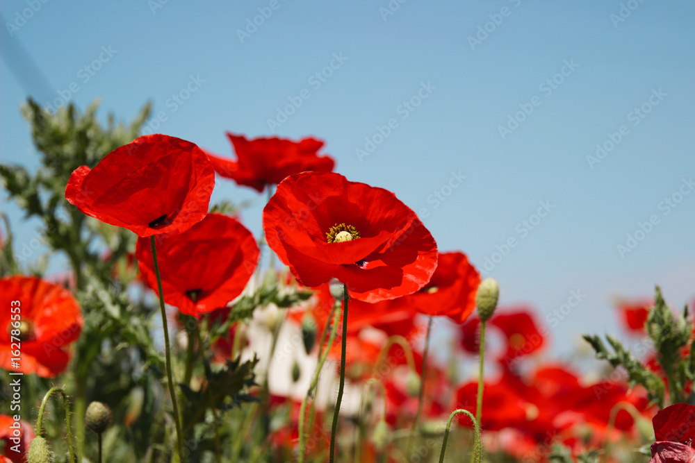 Obraz premium Red poppies in countryside field against blue sky