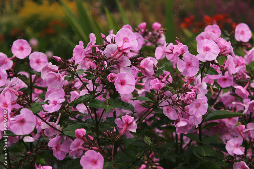 Little pink flowers in a bush with other flowers in the background