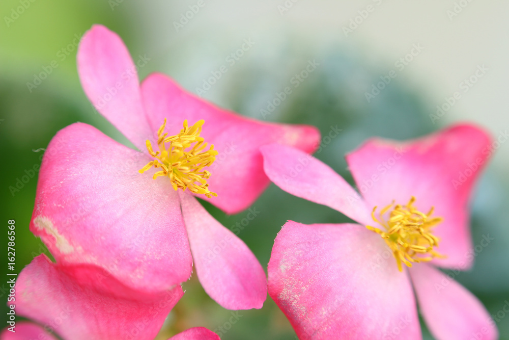 Close up of a begonia flower. Detail on its yellow stamen and pink petals Close up of a begonia flower. Detail on its yellow stamen and pink petals