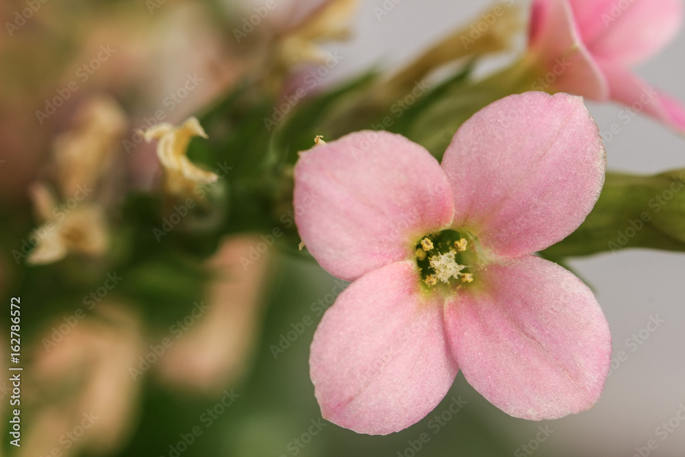 Close up shot of pink little flower in a plant with other dry flowers Close up shot of pink little flower in a plant with other dry flowers