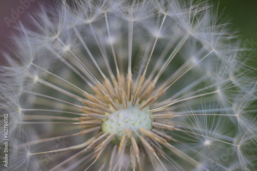 Close up shot of the seeds of a dandelion © Adrian Zarzuelo
